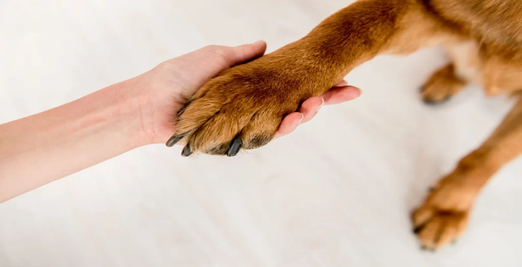 Integrating Pet Quality of Life Assessments for Business Owners