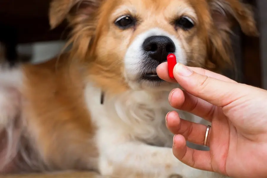 Proper Pet Medication Administration for Business Owners