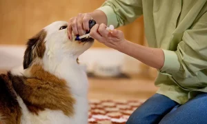 how to give pet medication